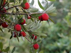 -东山风景区(洞庭东山)