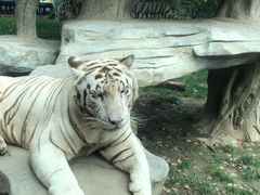 -北京野生动物园