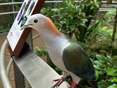 -新加坡飞禽公园