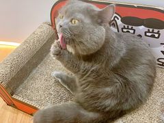 -COLOR PETS 撸猫馆·购猫·猫咖(长风大悦城店)