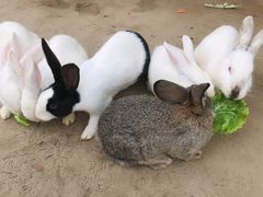 -前小桔亲子创意农场·草莓采摘·露营烧烤