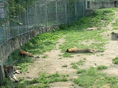 -西安秦岭野生动物园