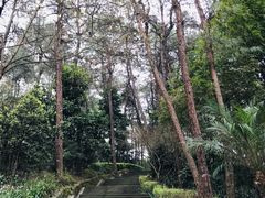 -铁山坪森林公园