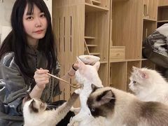 -猫域·湾主题猫咖·宠物吧(南坪城市广场店)