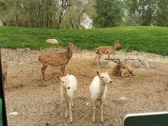 -北京野生动物园