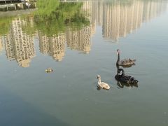 -成都南湖公园