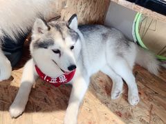 -Husky Go! 哈士奇体验馆·宠物咖啡厅狗咖