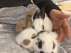 -浣熊柯尔鸭土拨鼠·电玩咖