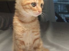 -安安宠医宠物医院·异宠·犬猫内科(岳阳分院)