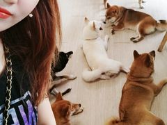 -柴犬高等学院·狗咖·柴犬售卖·宠物训练