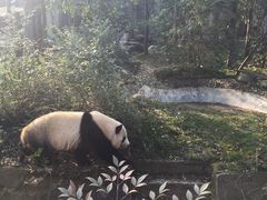 -成都大熊猫繁育研究基地