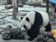 -武汉动物园