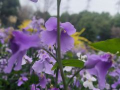 -昆山城市生态森林公园