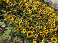 -武汉理工大学（南湖新校区）-图书馆