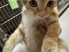 -御宝贝·A梦猫科宠物医院(国际猫友好医院)