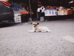 -徐六孃正宗甜皮鸭(张公桥店)