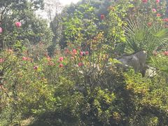 -东湖落雁景区