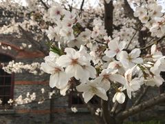 -王阿姨文昌油赞子(府桥街店)