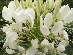 -松山湖梦幻百花洲
