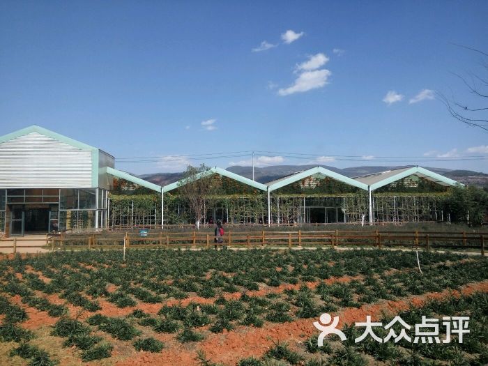 一丘田杨梅庄园-图片-富民县美食-大众点评网