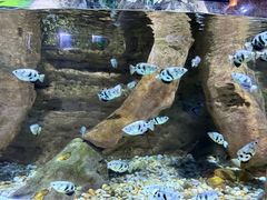 -迪拜水族馆及水下动物园