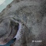 原汁原味的清蒸多宝鱼,不加其他料