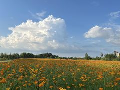 -瑶湖郊野森林公园