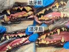 -芭比堂动物医院·心脏科·老年急重症·夜诊·吉雅分院