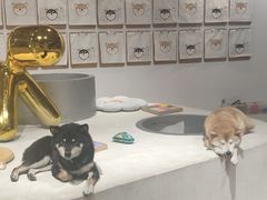 -柴务处·柴犬主题狗咖