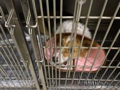 -瑞鹏瑞爱宠物医院·全科·猫科·血液透析中心(龙头寺店)