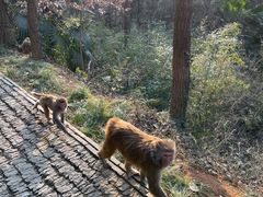 -苏州上方山国家森林公园