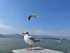 -海埂大坝
