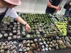-龙大花卉苗木市场