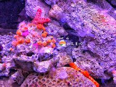 -悉尼海洋生物水族馆