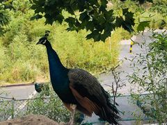 -西霞口神雕山野生动物世界