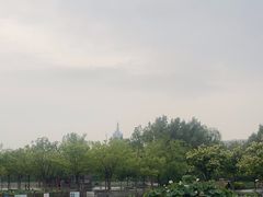 -莲花池公园