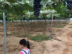 -海堤葡萄园中小学生研学基地