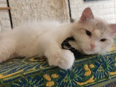 -平行世界·猫咖(首经贸店)