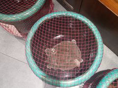 -东湖印象汉寿特色甲鱼钵子菜(渔人码头店)