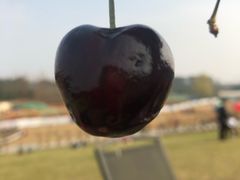 -秀丽东方