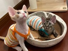 -山宅一喵德文卷毛猫舍