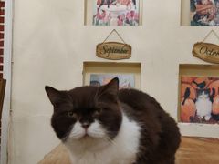 -猫小院猫主题餐厅(南锣旗舰店)