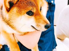 -逗柴咖啡屋·狗咖猫咖宠物桌游