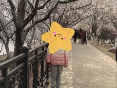 -桃花堤公园