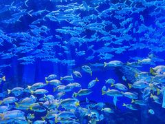 -海合安武汉极地海洋公园