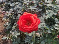 -人民公园(罗湖区)