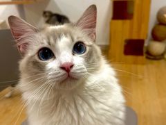 -有喵·猫咖·狗咖·30几只猫10只小狗(岗厦店)