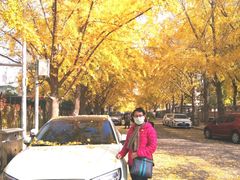 -三里屯东五街银杏大道
