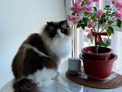 -瑞派·关忠动物医院·猫专科·犬专科(三环新城店)
