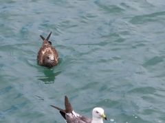 -海驴岛(荣成市)